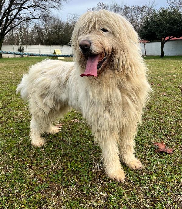 BELLE BELLISSIMO Foto 2